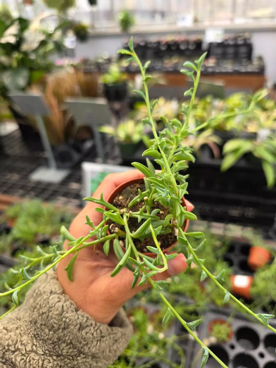 String of Dolphins Senecio peregrinus 2in thumbnail