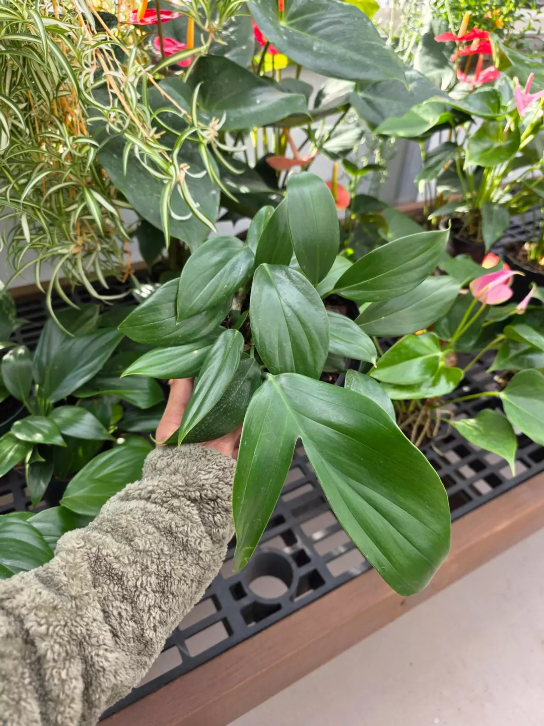 Rhaphidophora decursiva Dragon Tail 6" thumbnail