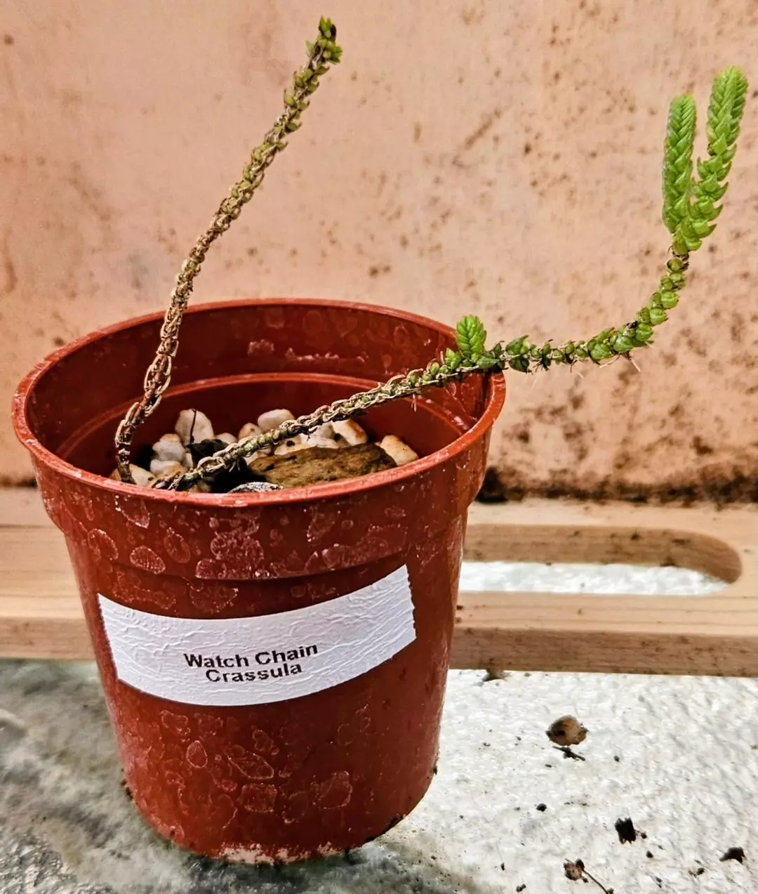 ⌚Emerald Timekeeper Crassula⌚ thumbnail