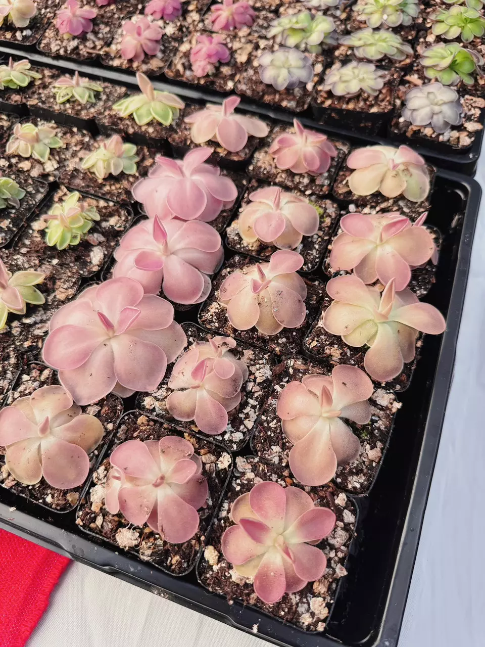 Pinguicula Kewensis Live Plant - Carnivorous Butterwort - Gnat Eating Plant thumbnail