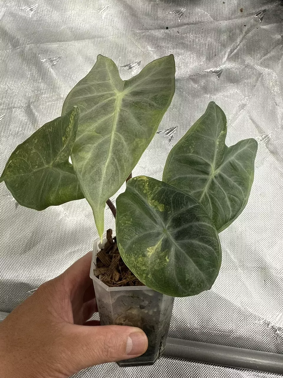 🦄 Ivory Coast Aurea Corm thumbnail