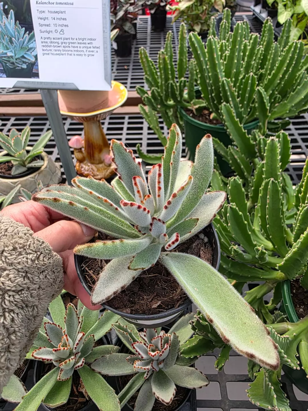 Panda Plant Kalanchoe 4in thumbnail