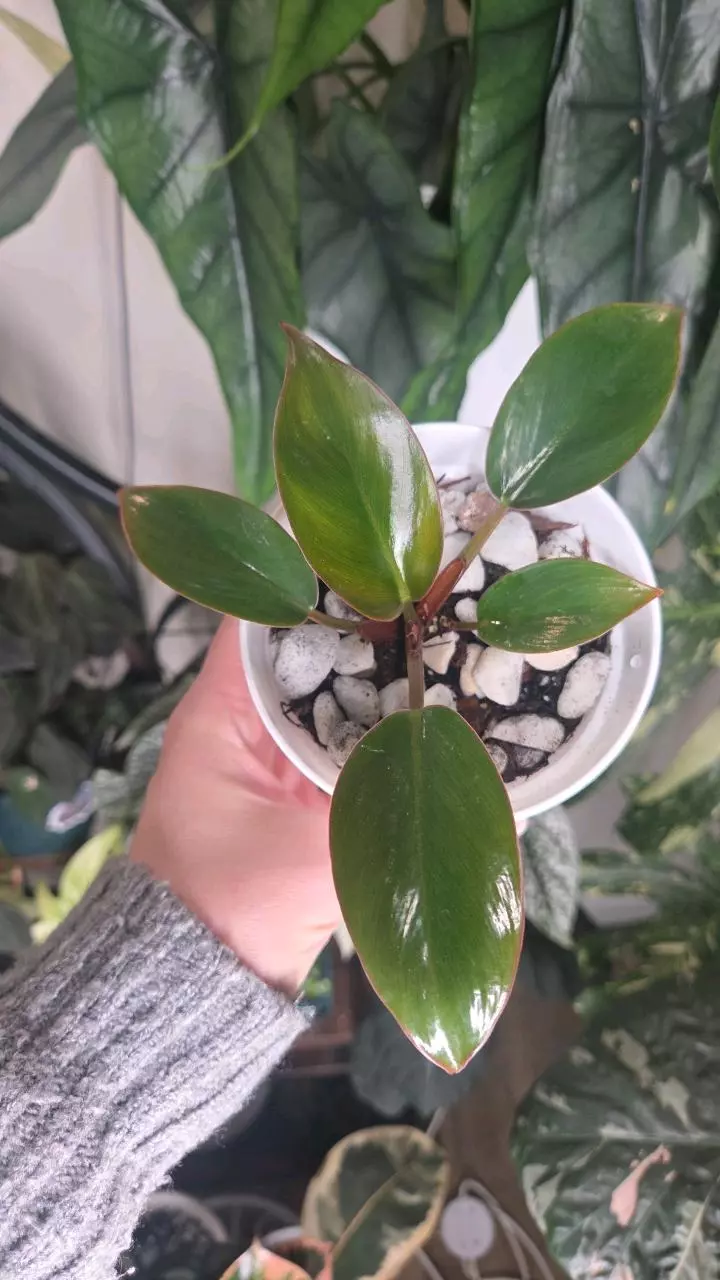 Philodendron Red Congo Starter thumbnail