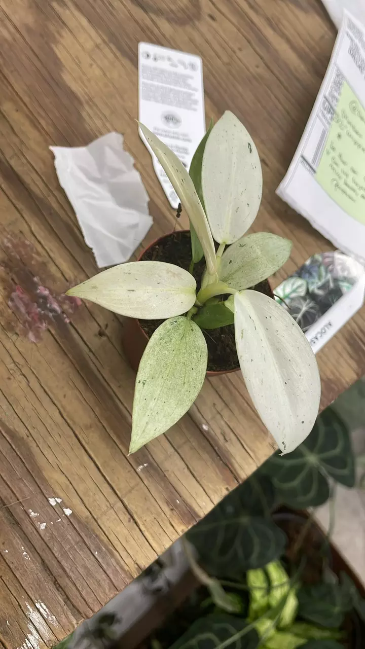 2” whipple way thumbnail