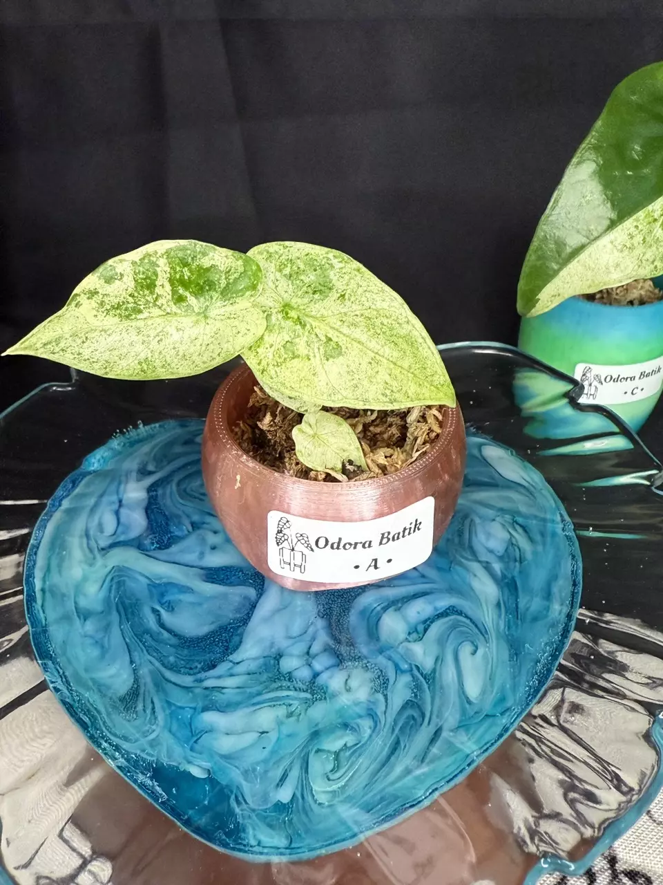 Alocasia Odora Batik albo variegated thumbnail