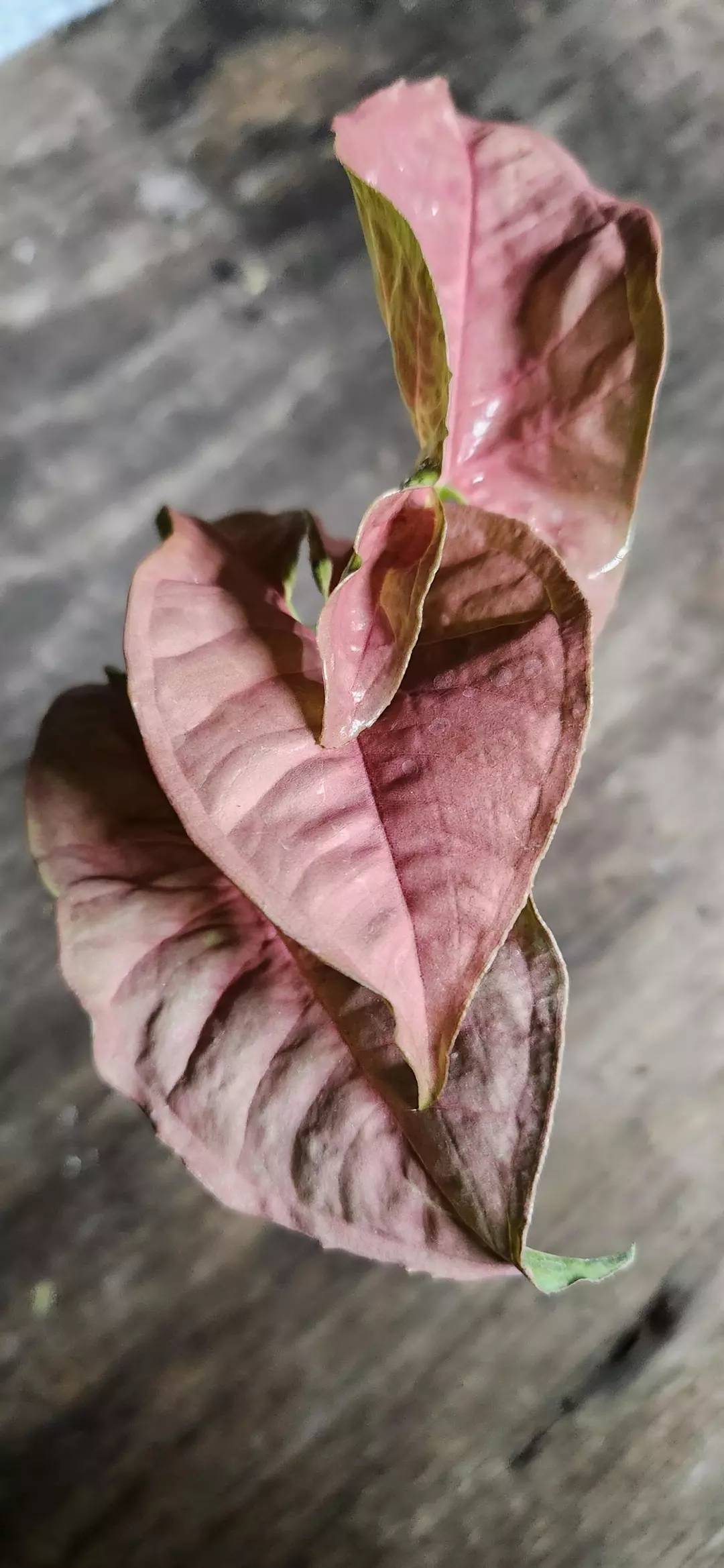 Neon Robusta Syngonium thumbnail