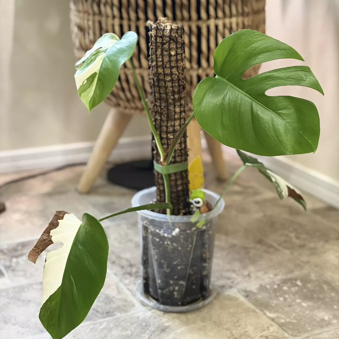 Monstera albo thumbnail