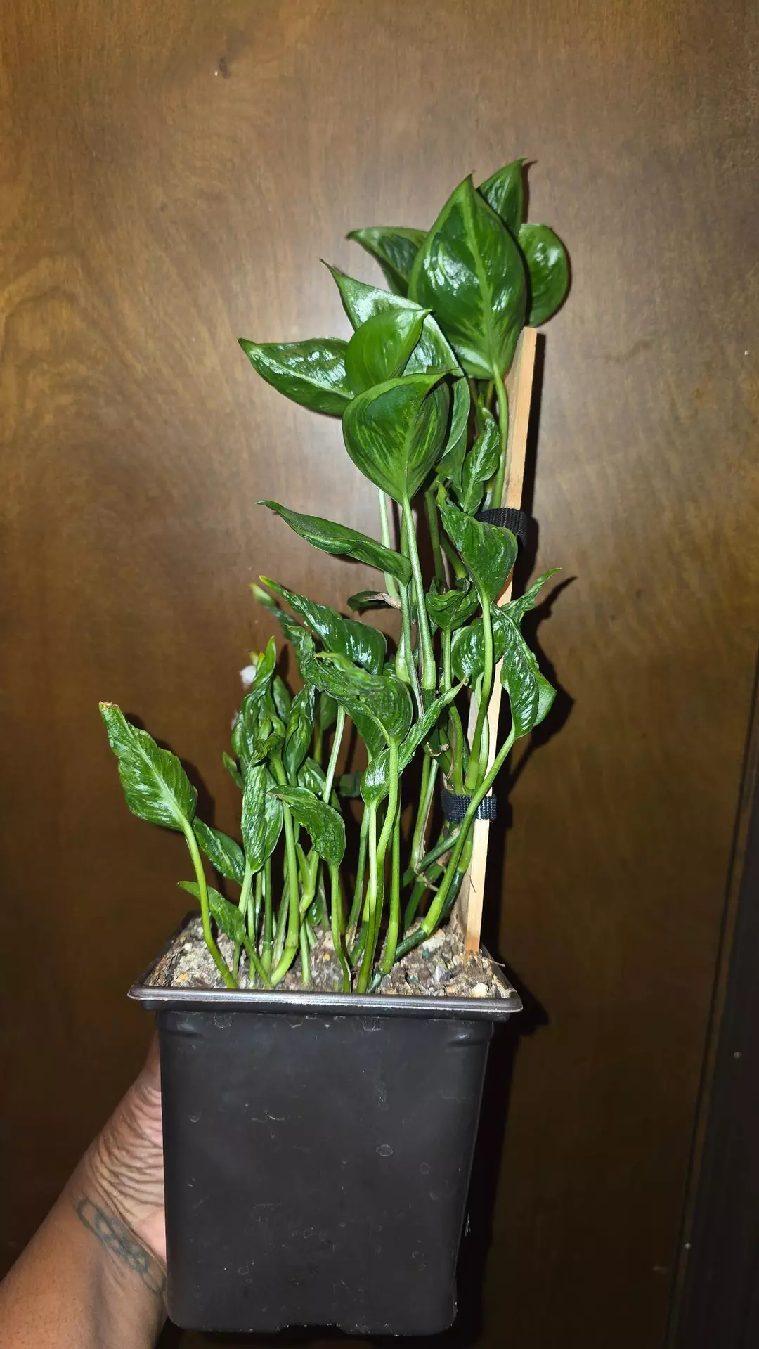 Shangri la pothos thumbnail