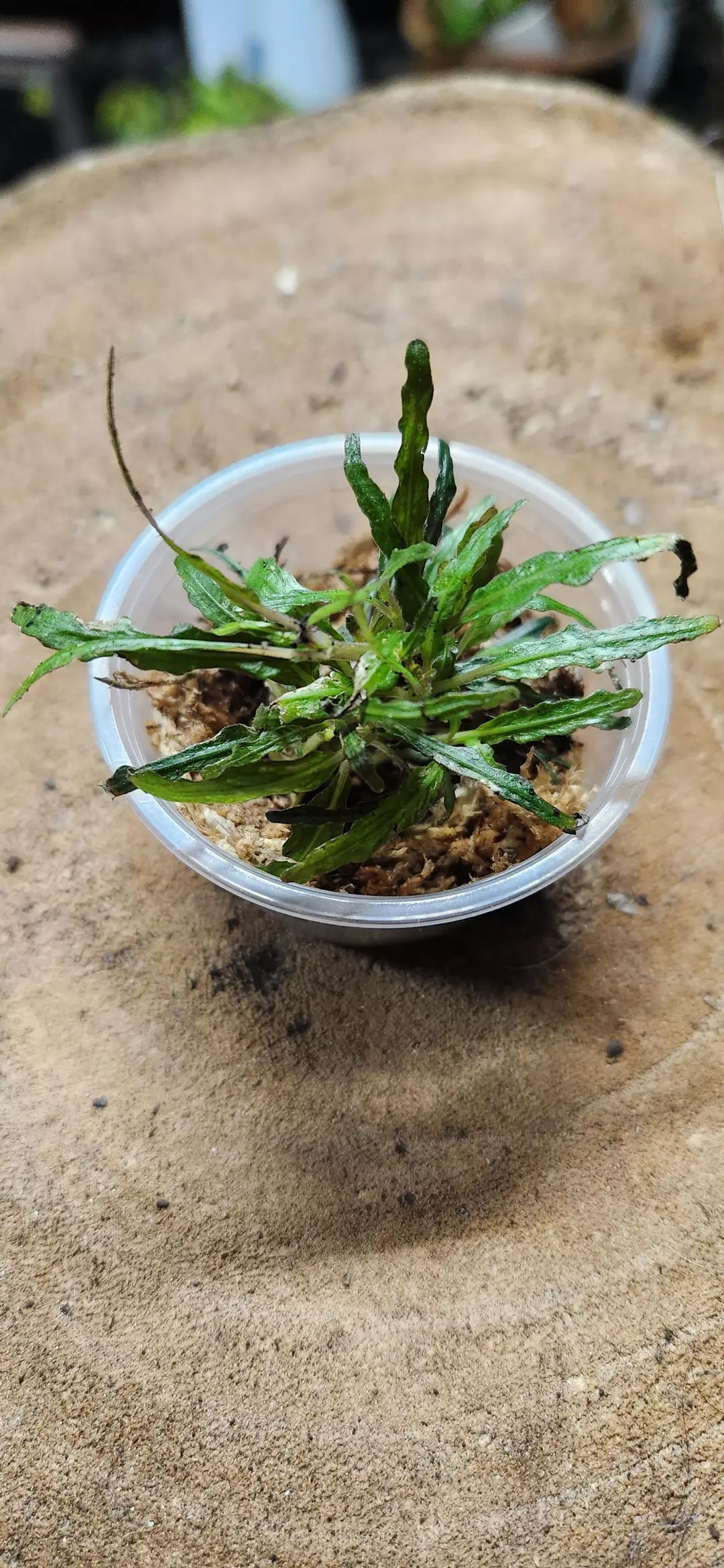 Dragonstongue Propagation Kit thumbnail