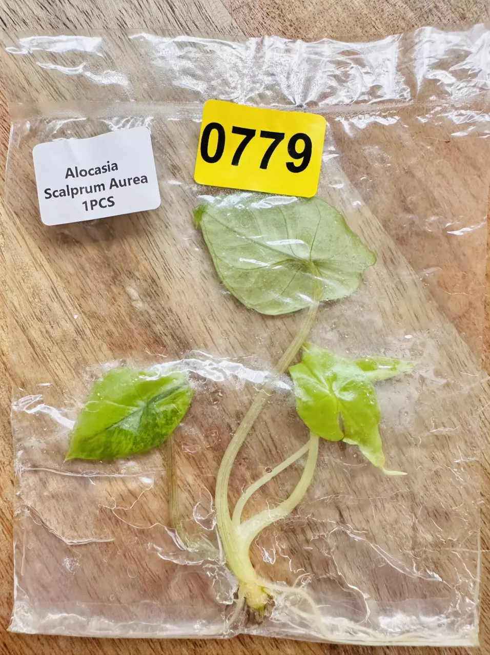 Alocasia Scalprum Aurea TC thumbnail