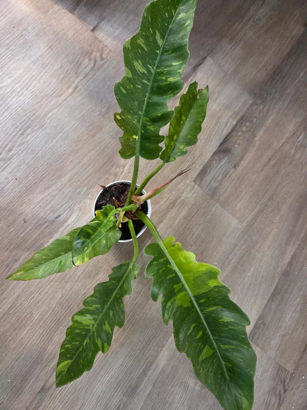 Variegated Ring Of Fire thumbnail