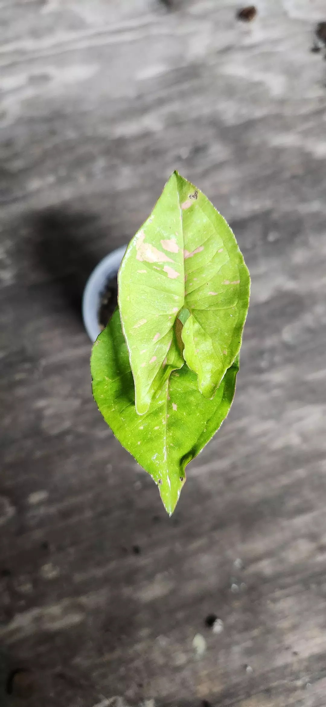 Pink Spot Syngonium thumbnail