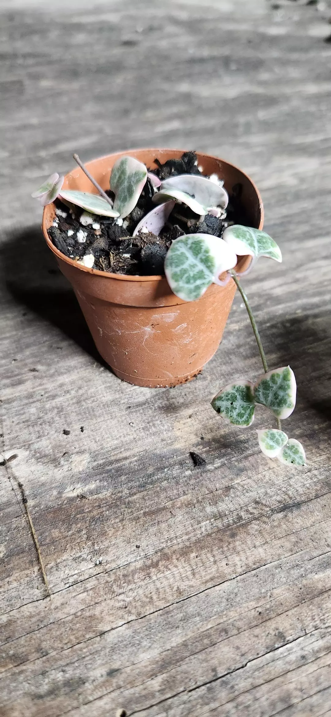 Variegated String of Hearts Starters thumbnail