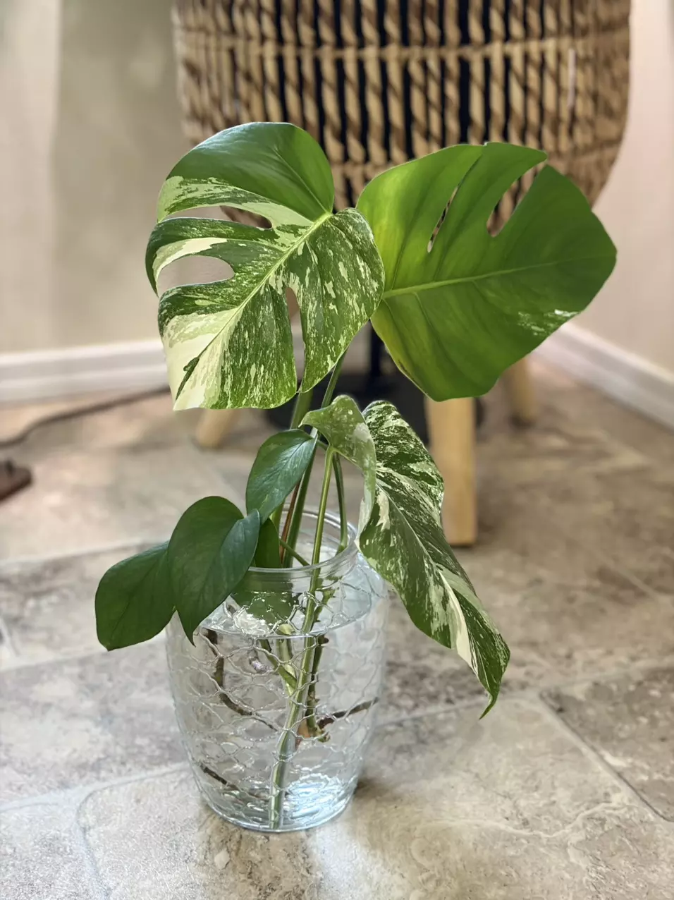 Monstera albo thumbnail