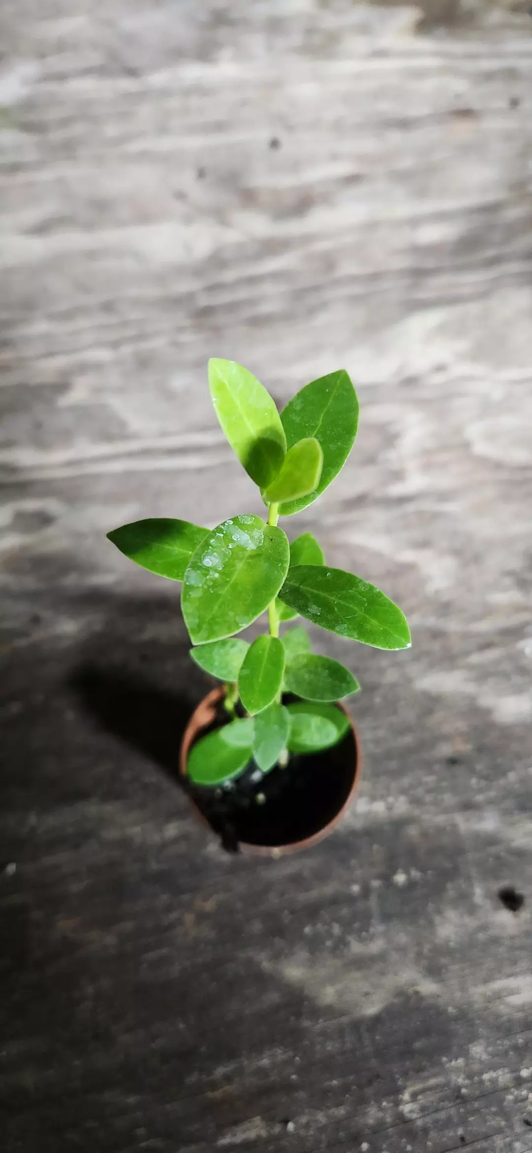 Hoya Cumingiana thumbnail