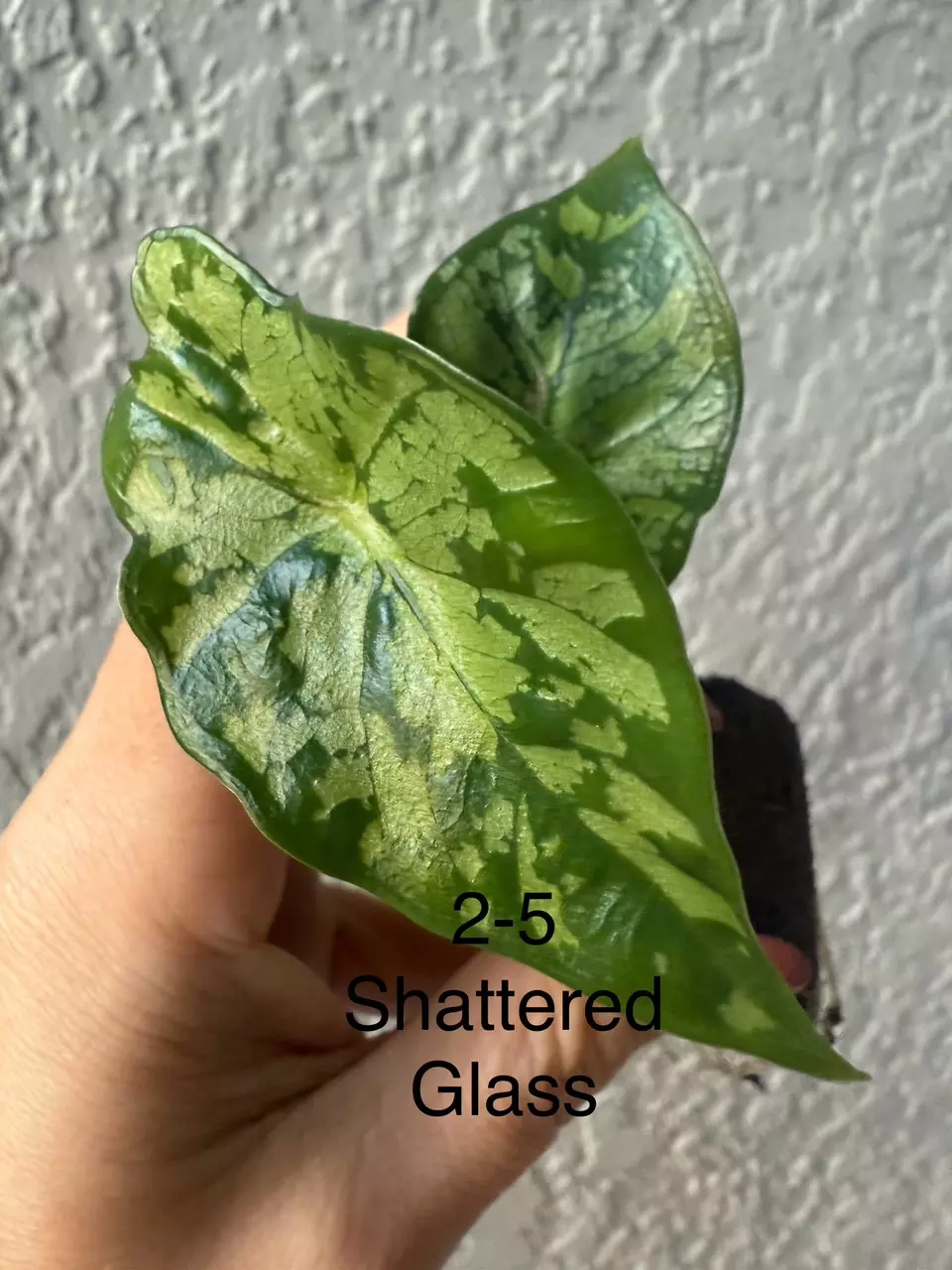Alocasia ‘Shattered Glass thumbnail