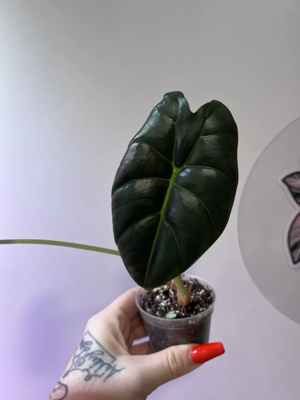 Alocasia Golden Bone thumbnail