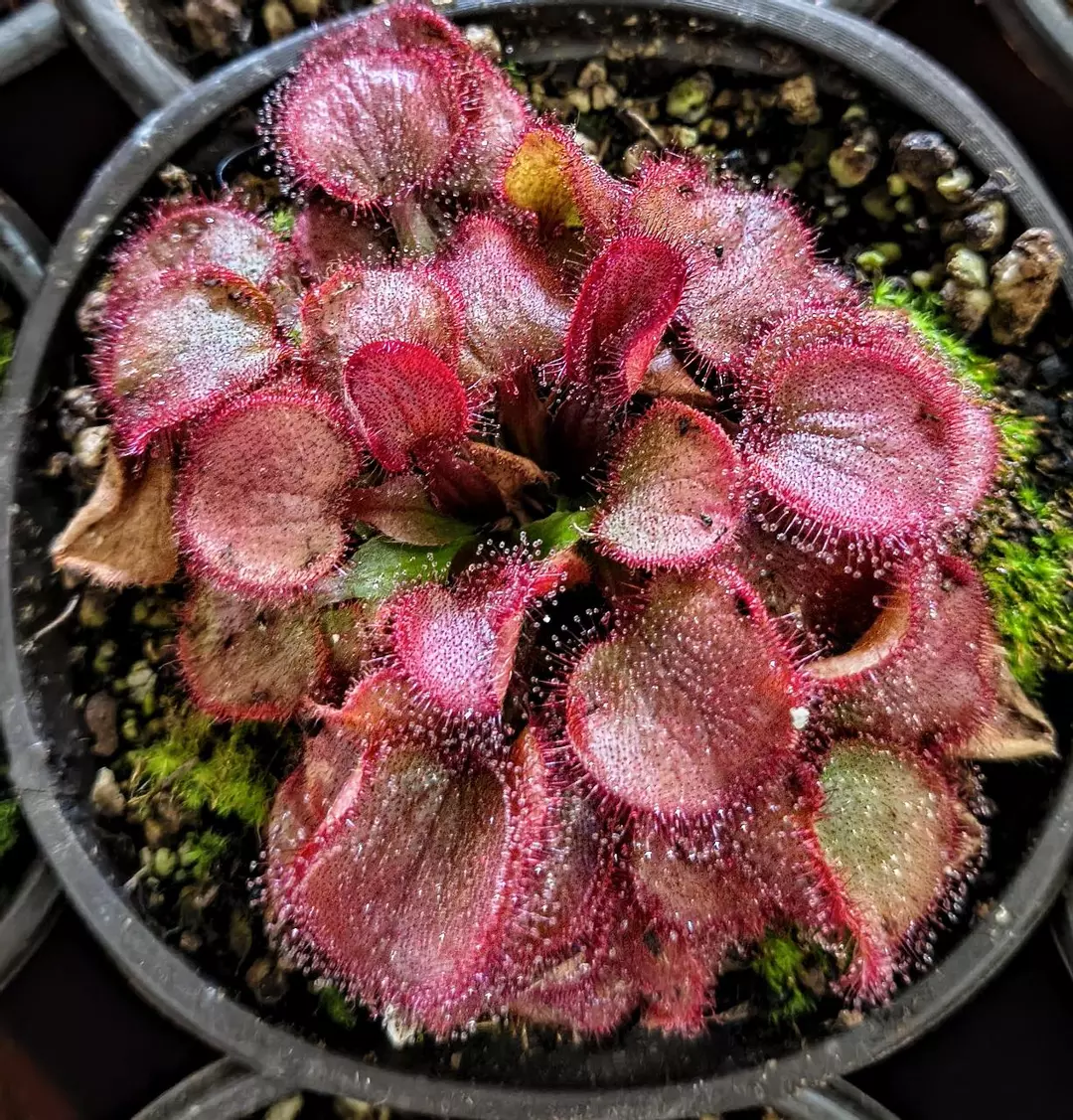 LG Drosera Falconeri thumbnail