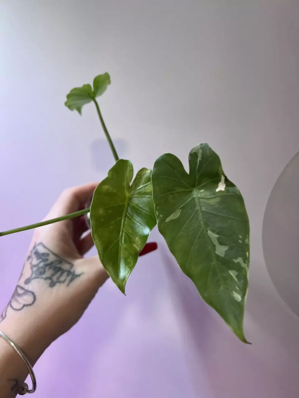 Alocasia Okiwana Silver thumbnail