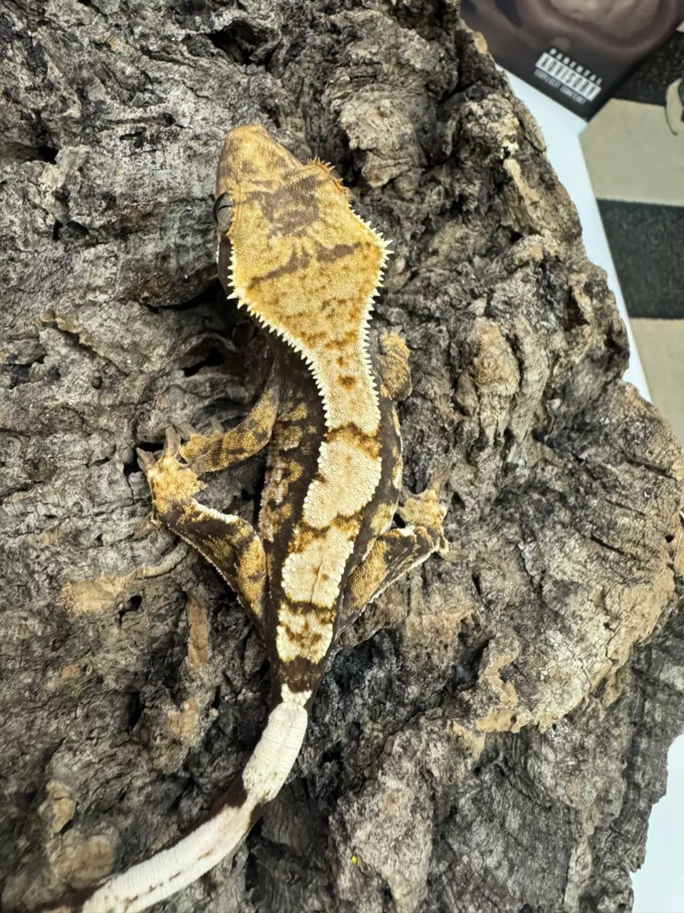 Ru-1529 004 Ruckus Tri-Color 10g Npv thumbnail