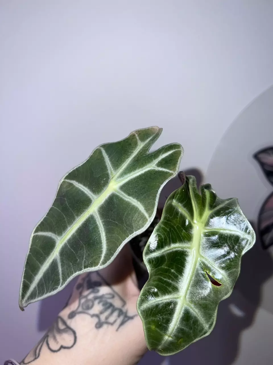 Alocasia Sanderiana Bull Var thumbnail