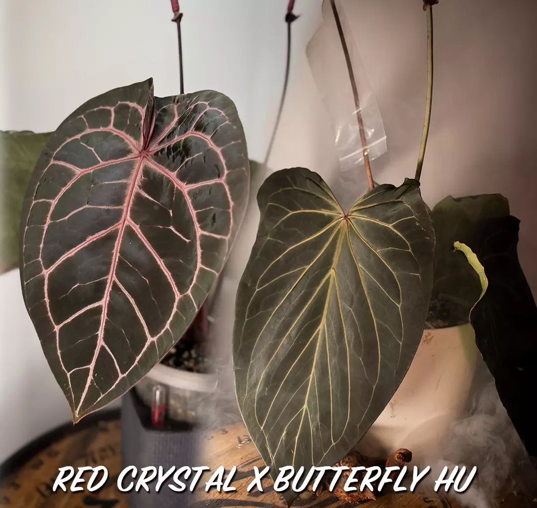 RC x Butterfly Hu thumbnail