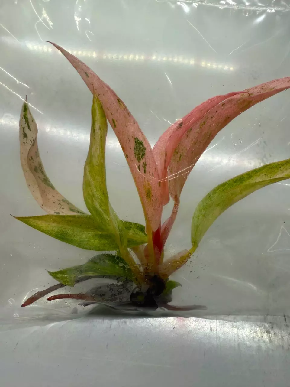 PINK CARMEL MARBLE PHILO SMALL TC gc thumbnail