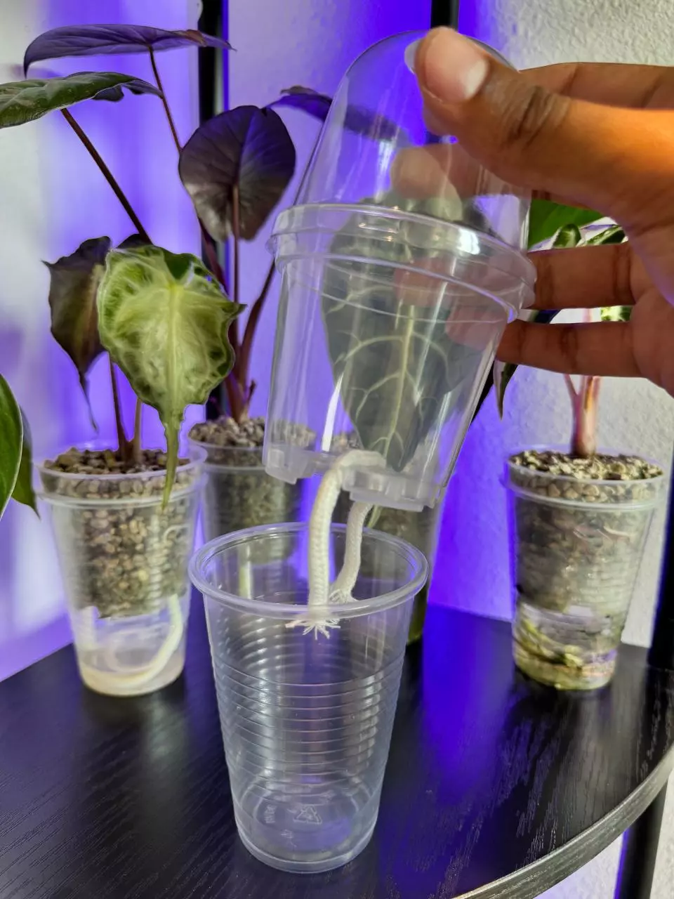 30 Pack Self Watering Tissue Culture Acclimation Cups thumbnail