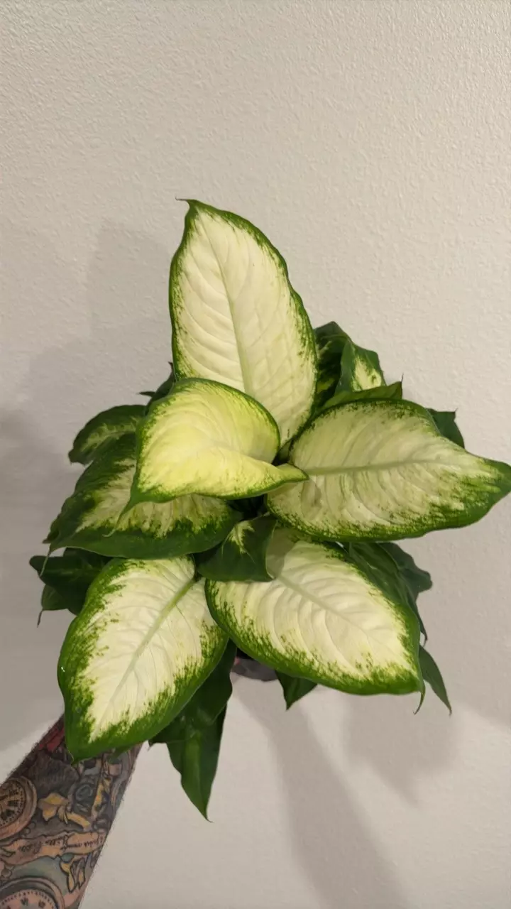 Dieffenbachia Camille 6inch GC thumbnail