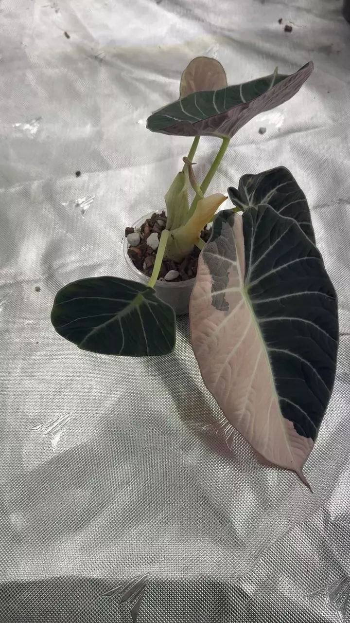 🦄 Ninja Pink Corm 🦄 thumbnail