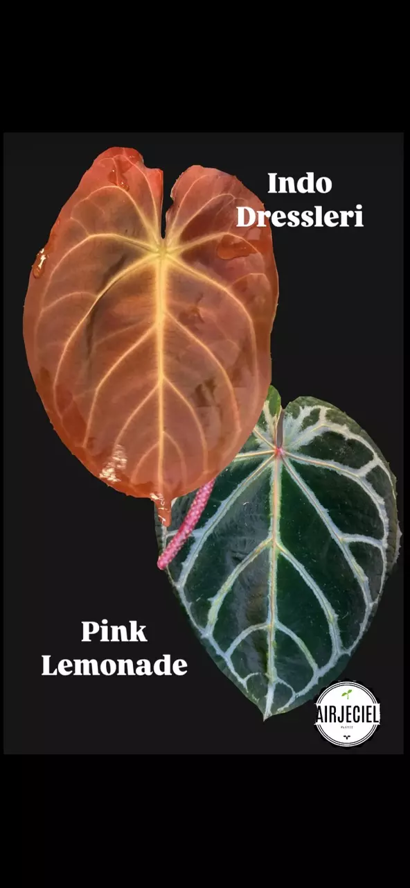 Anthurium Indo Dressleri x Pink Lemonade #266 thumbnail