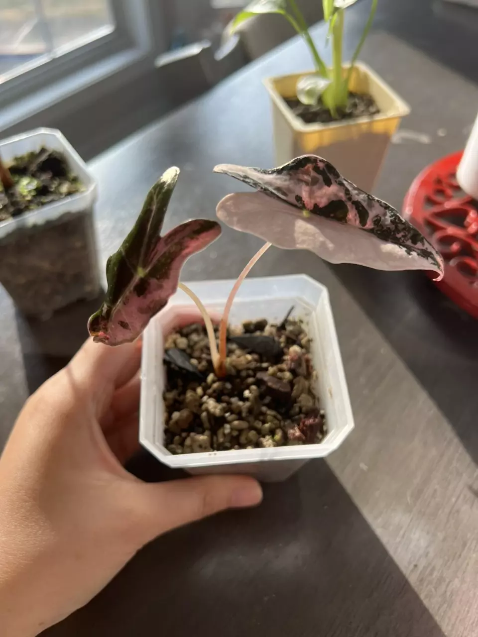 Alocasia Nobilis Pink Variegated Starter Plant thumbnail