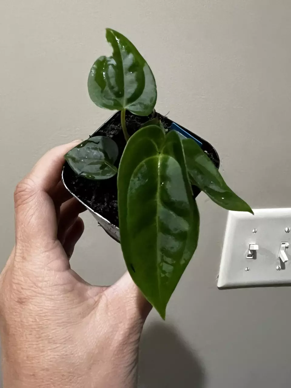 Anthurium GY ? X Dressleri/ Bessea Supa dark #263 thumbnail