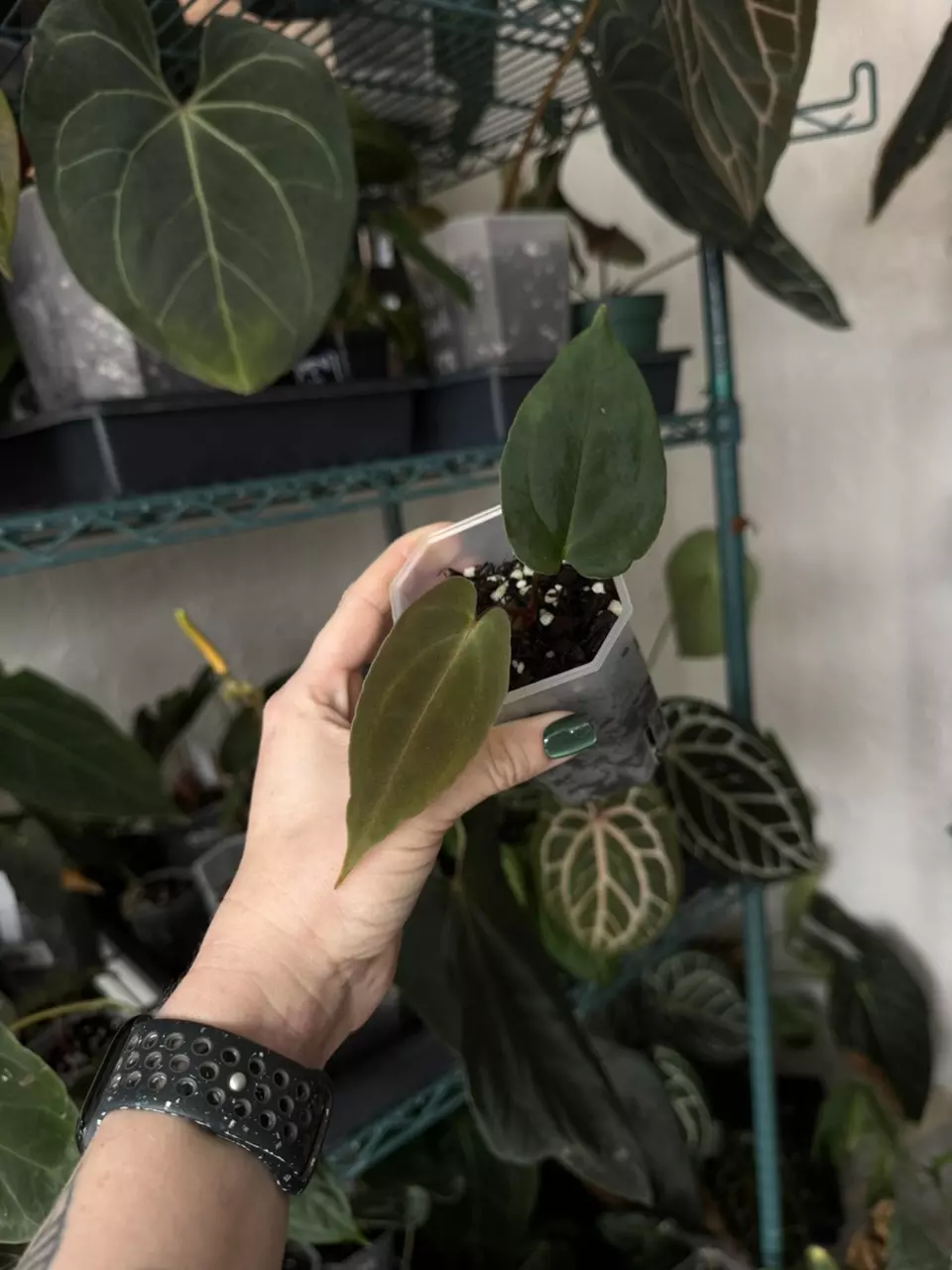 anthurium jv fsrl x Carla og4 butt cut thumbnail