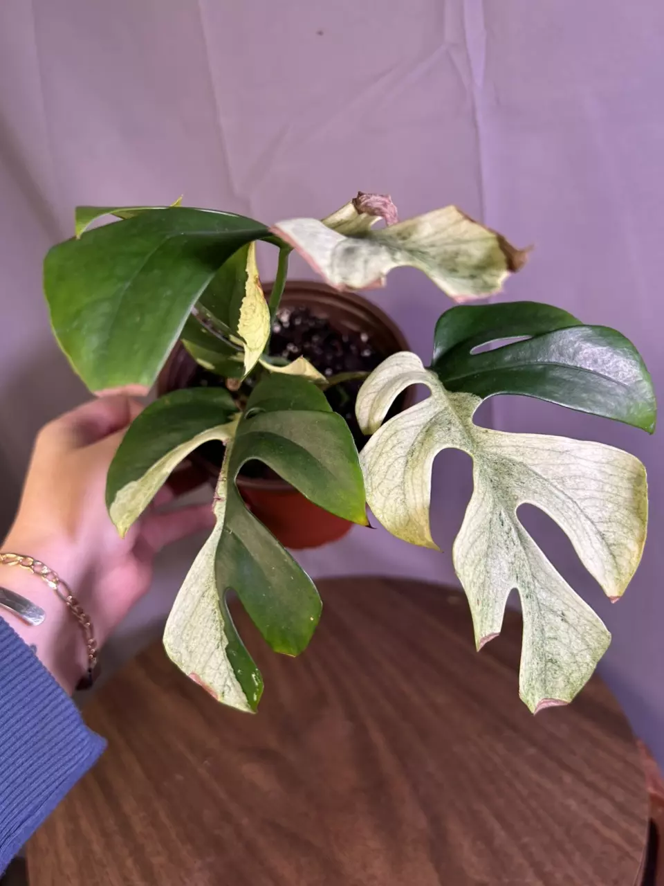 Raphiphodora Tetrasperma Mint White Monster thumbnail