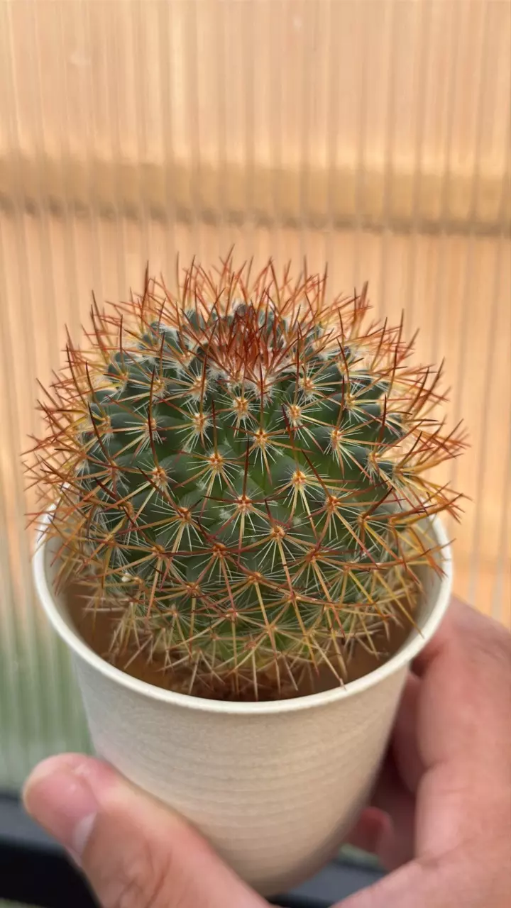 Mammilaria rhodantha 3” pot. thumbnail