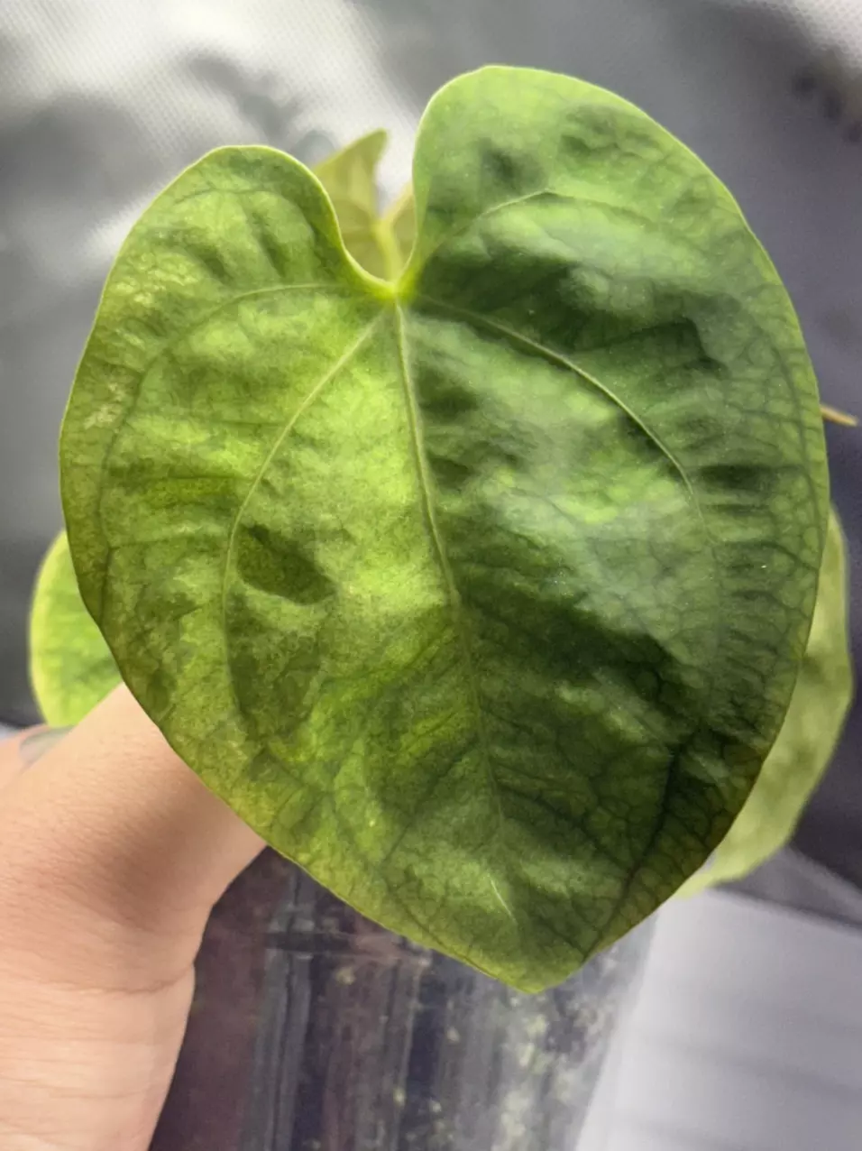 Mint Variegated Anthurium Dressleri thumbnail