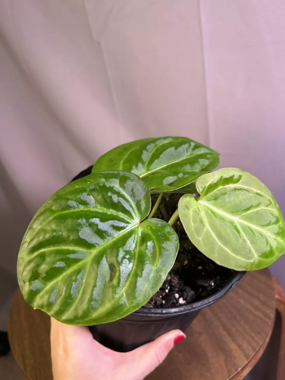 Anthurium Crystal x Mag x Subsignatum x Red Crystal BASE CUT thumbnail