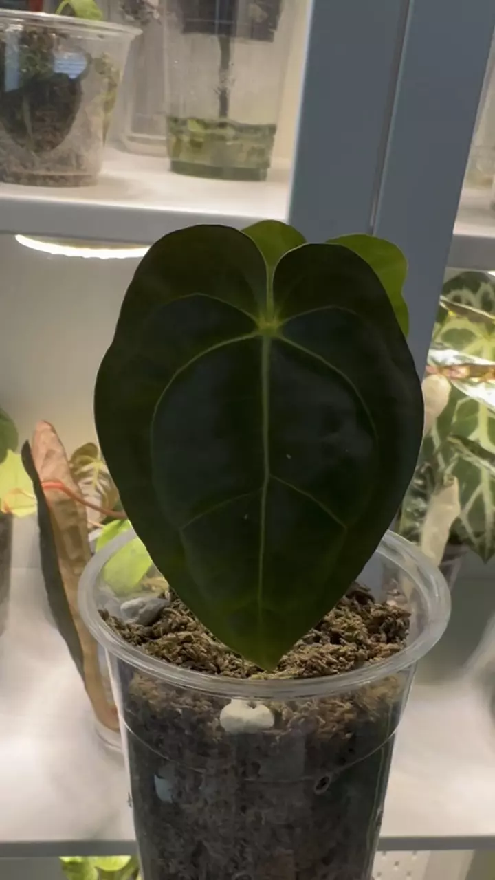 Anthurium carlablackie x Tezula AOS x pap x crystal thumbnail