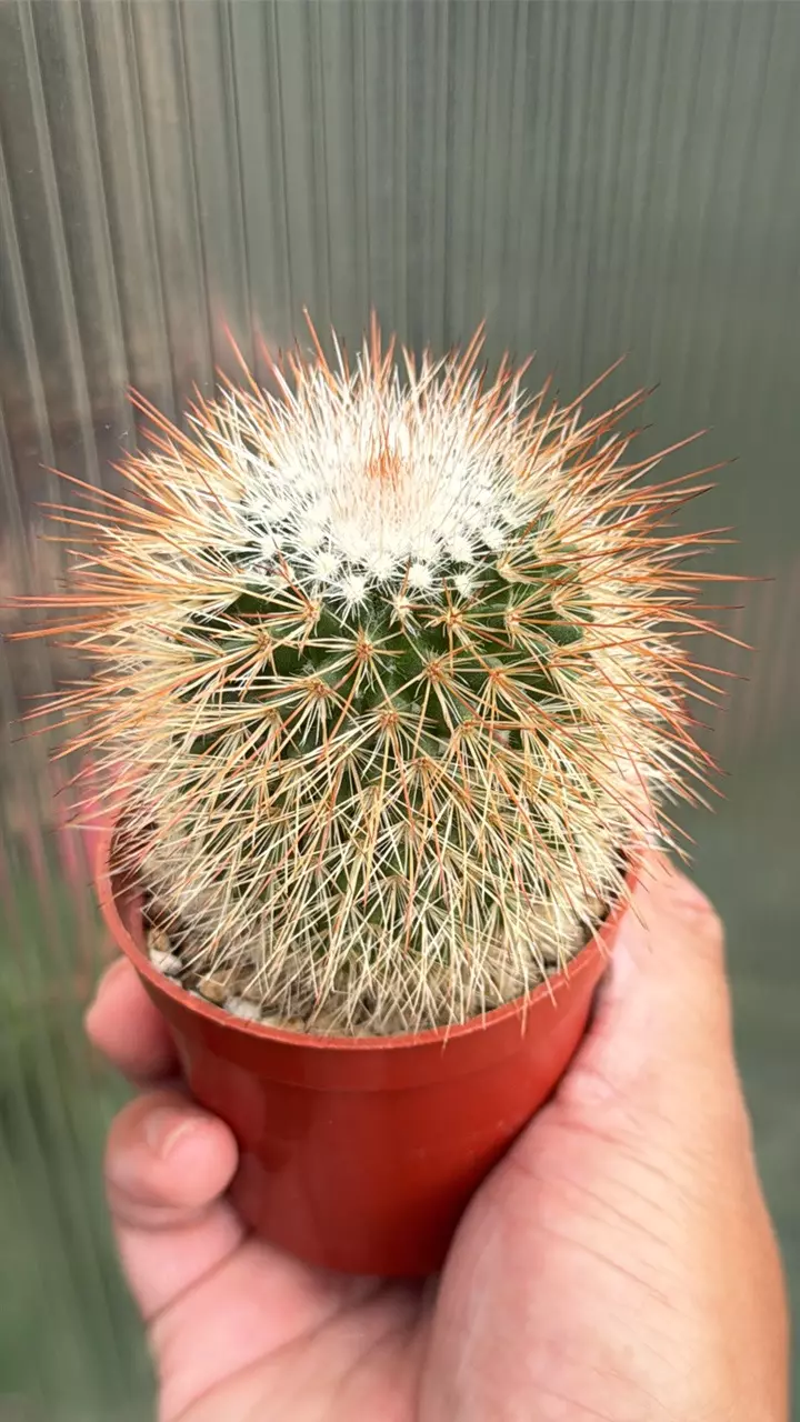 Mammilaria spinosissima 2.5” pot. thumbnail