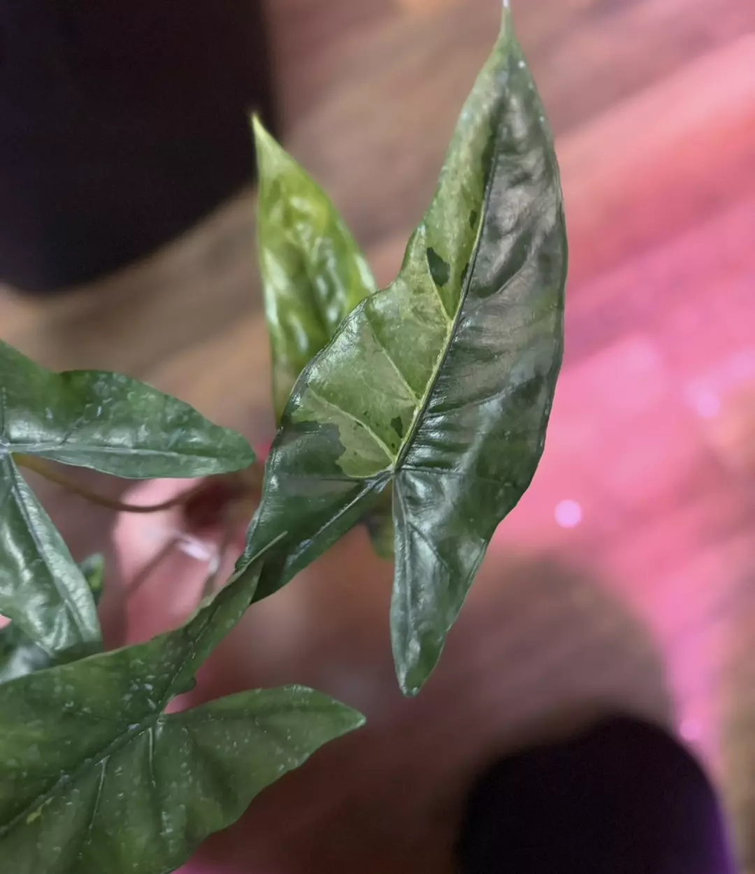 Alocasia corazon variegated *CORM* thumbnail