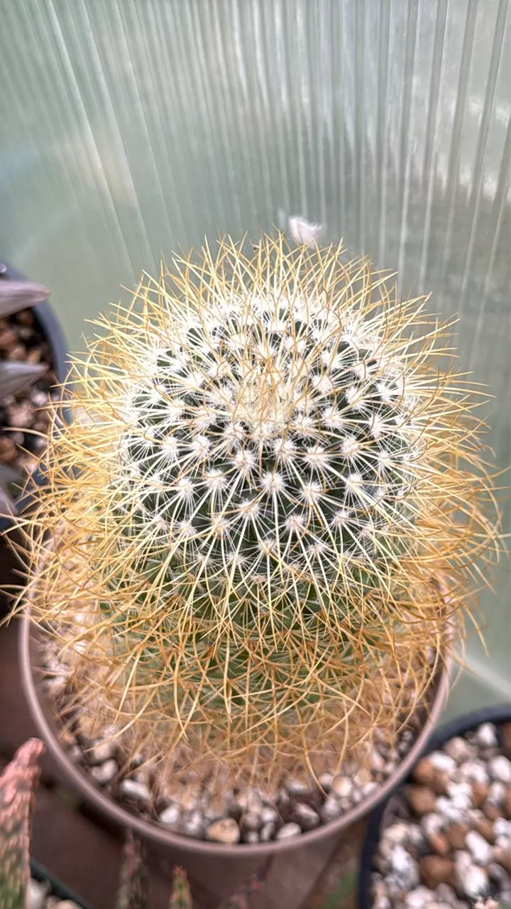 Mammillaria pringlei 5” pot. thumbnail