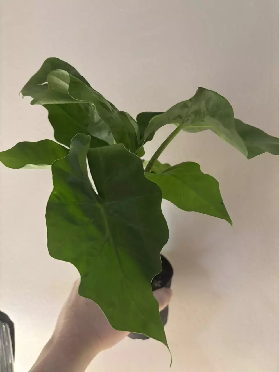 Alocasia low rider thumbnail