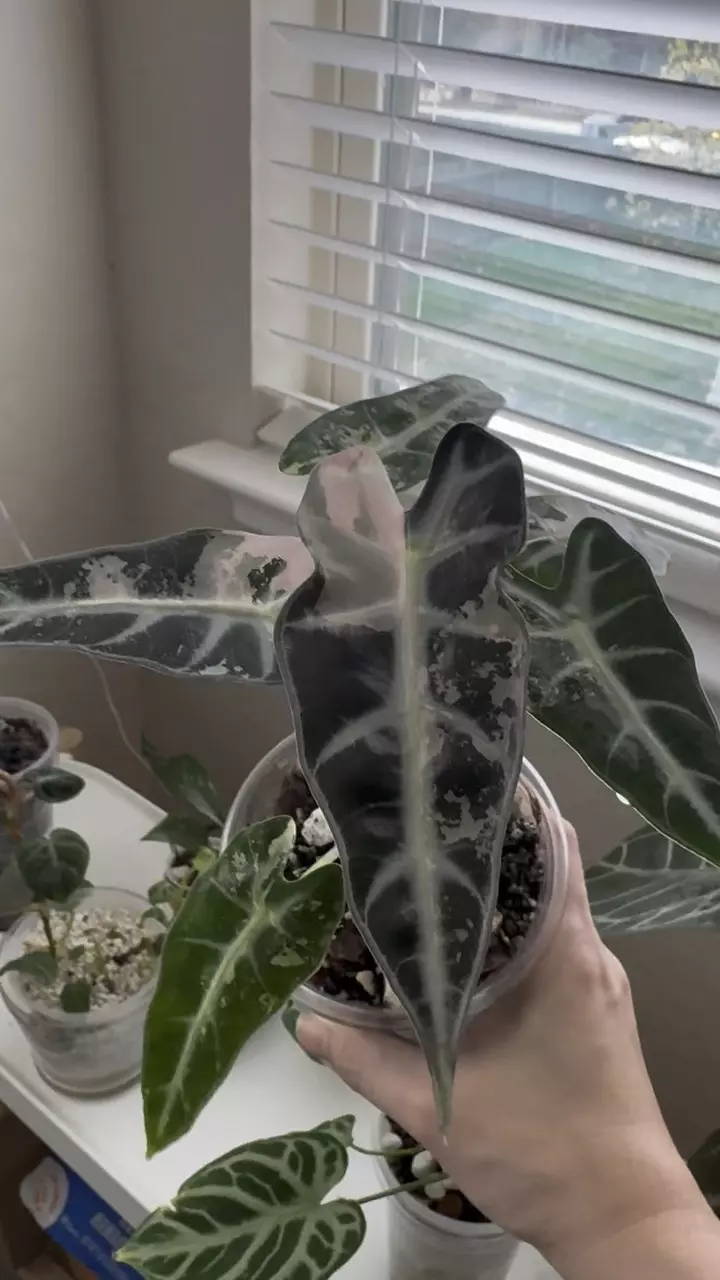 Alocasia Pink Bambino thumbnail