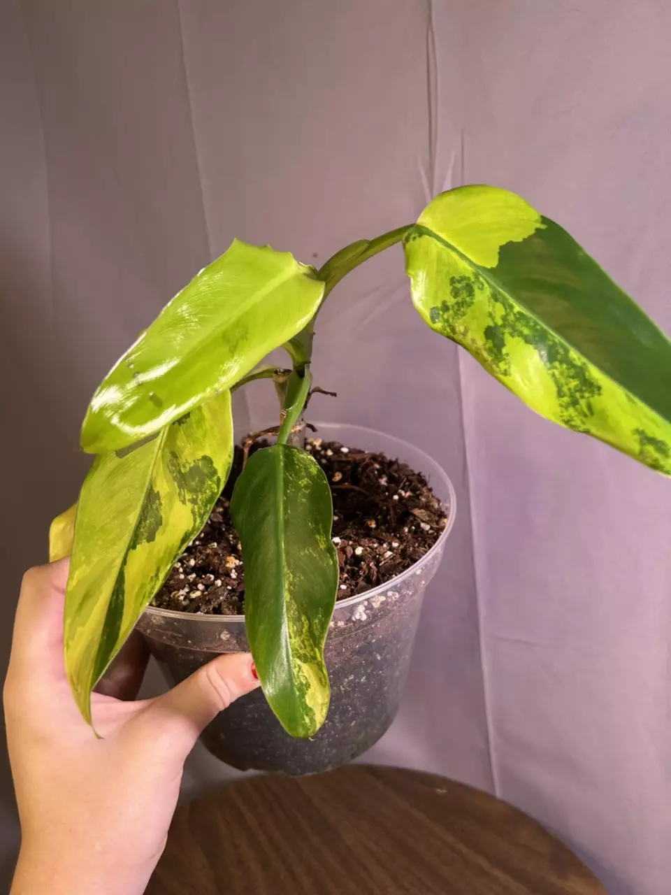 Philodendron Variegated Domesticum thumbnail