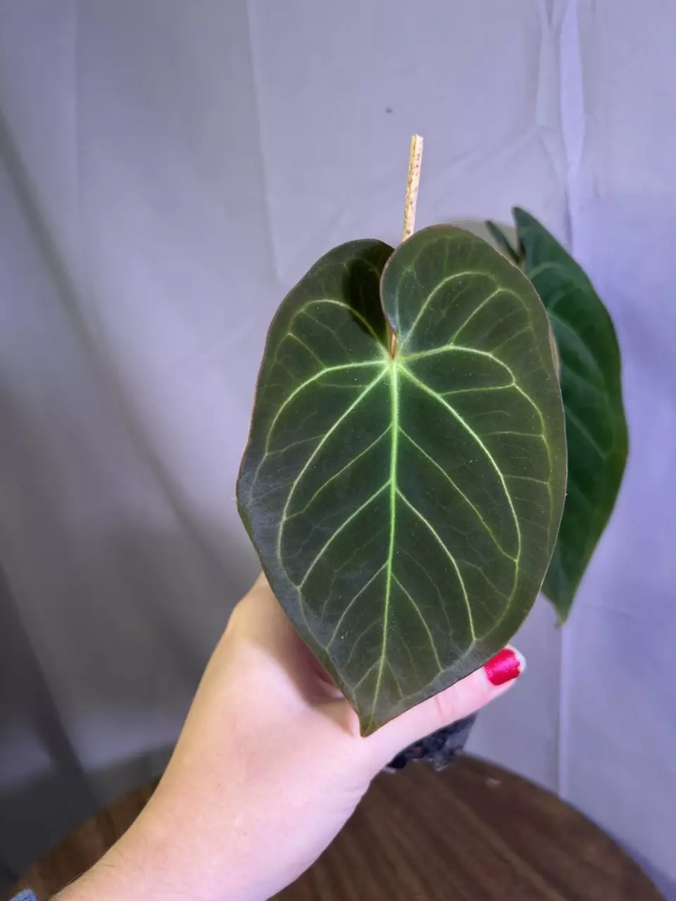 Anthurium KOS X Butter Bean thumbnail
