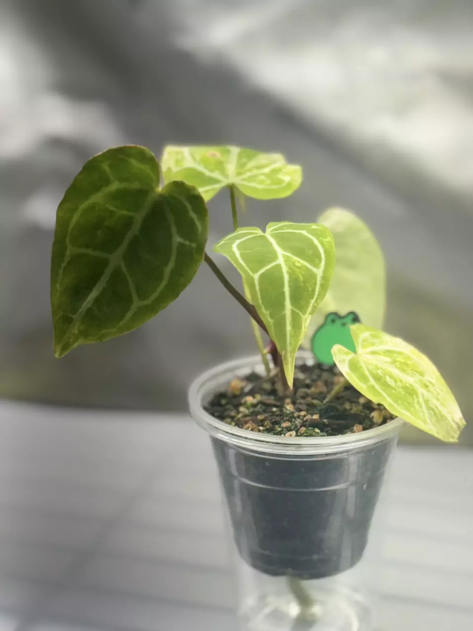Variegated Anthurium (X Red) x Crystallinum thumbnail