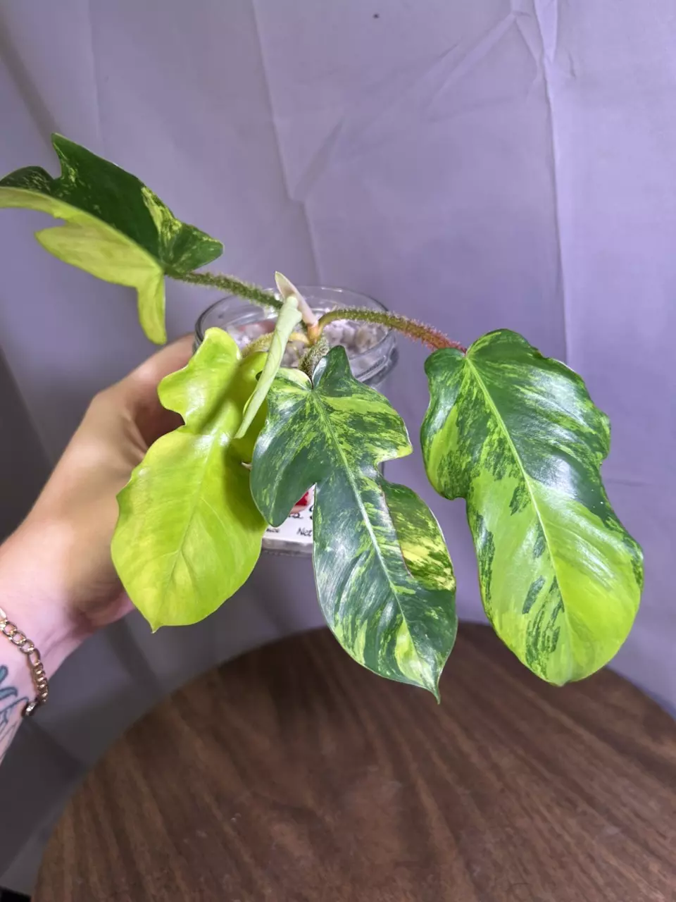 Philodendron Squamiferum Variegated thumbnail