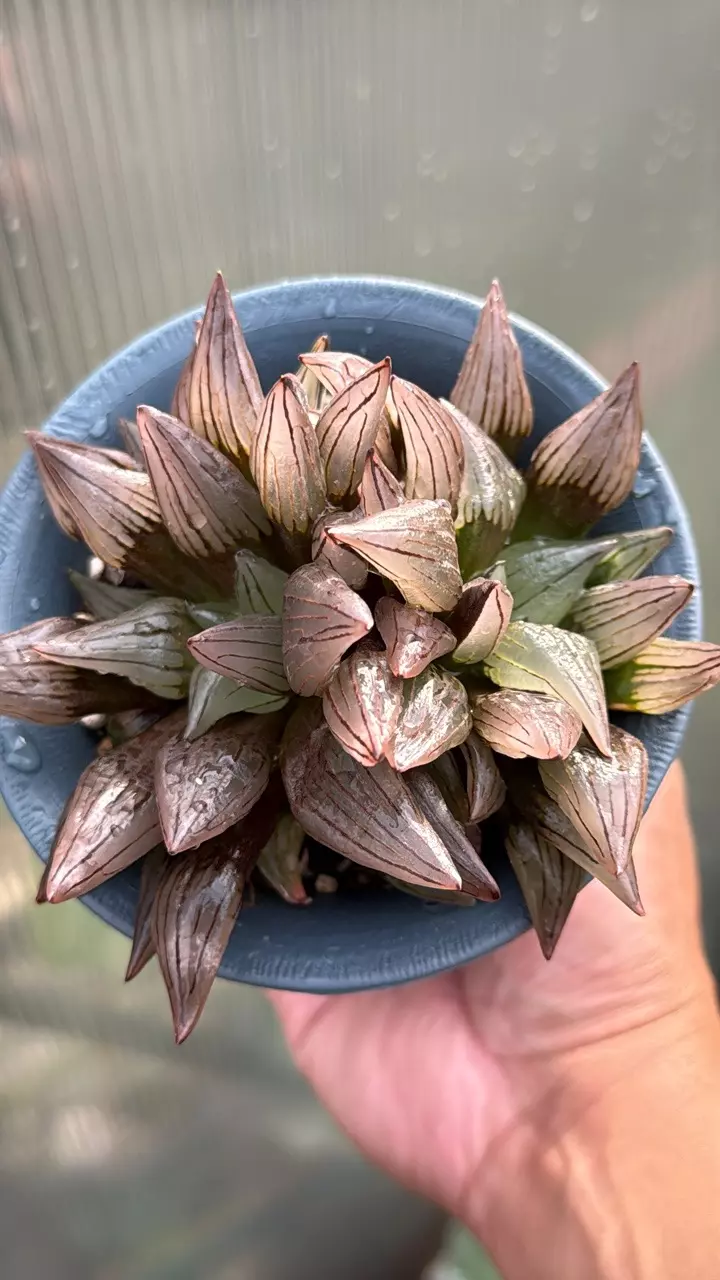 0267 Haworthia magnifica v. atrofusca mutant 4.3” pot. thumbnail
