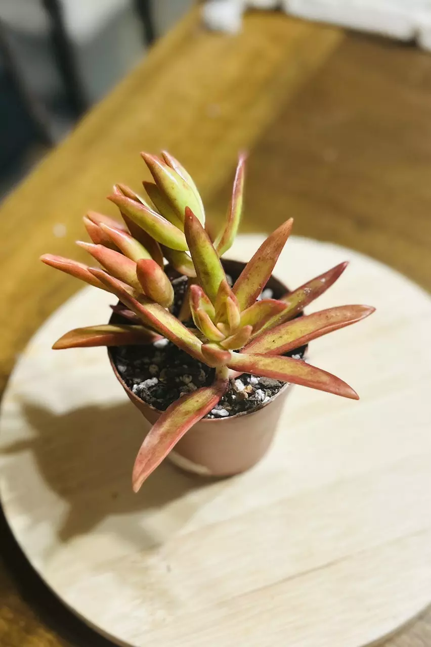 Sedum Adolphii Firestorm thumbnail